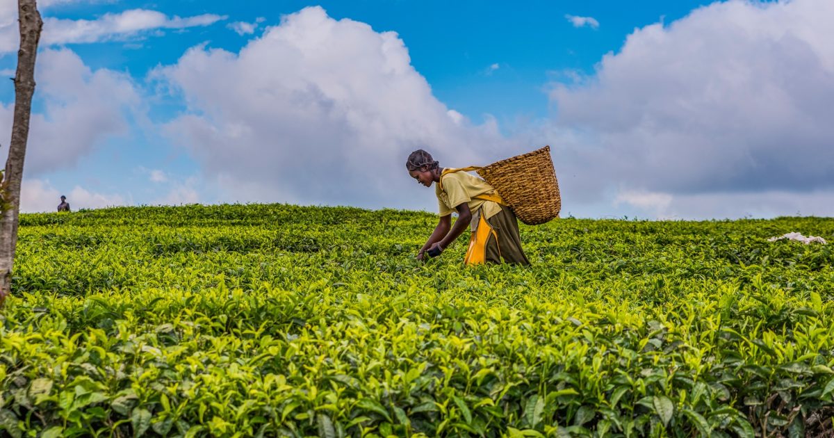 Development of climate smart agriculture projects in kenya unep ccc