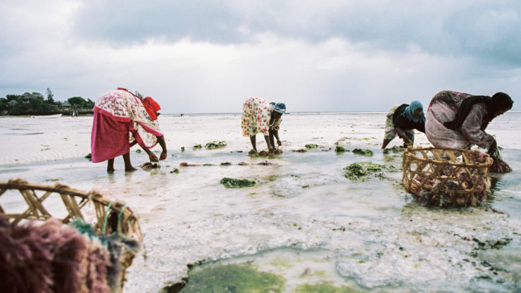 Group of women collect seaweed in Zanzibar at low tide. Credit: Shutterstock/Gray Kotze