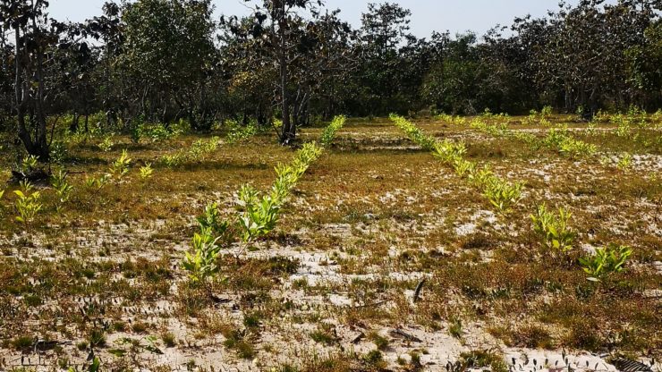 Cambodia, planting of new trees for sustainable charcoal production