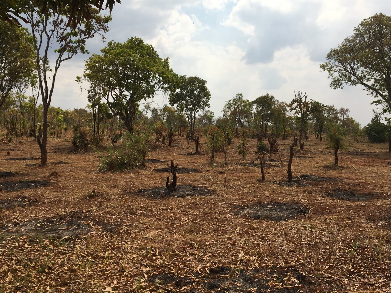 Deforestation near the Nyarugusu refugee camp in western Tanzania